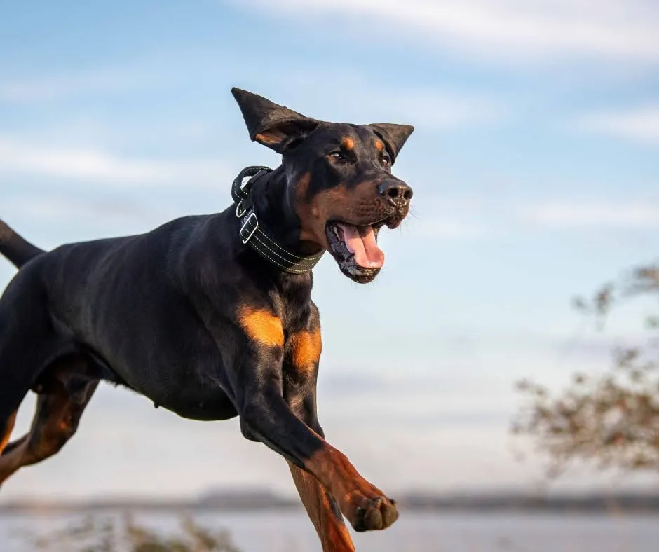 Lost in Hound